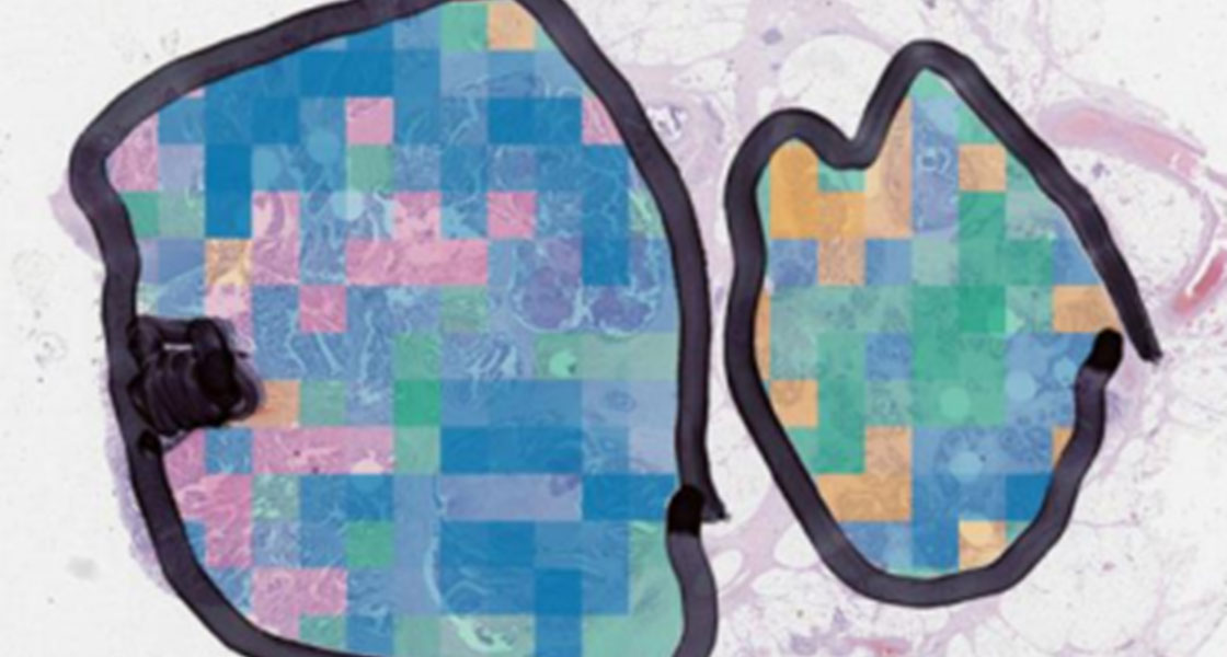 Microscopic Bioimage Analysis